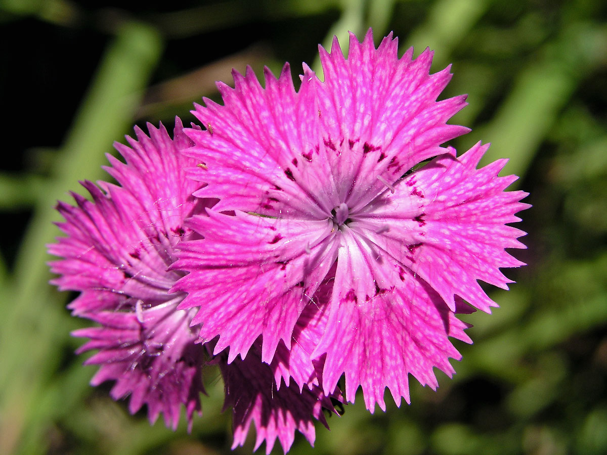 Hvozdík lesní (Dianthus sylvaticus Wills.)