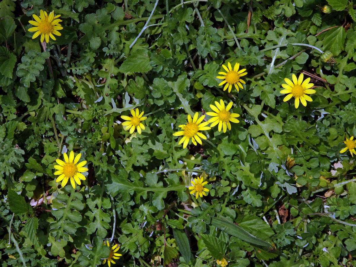 Haplocarpha schimperi (Sch. Bip.) Beauverd