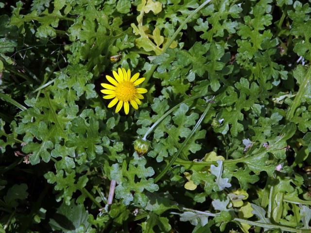 Haplocarpha schimperi (Sch. Bip.) Beauverd