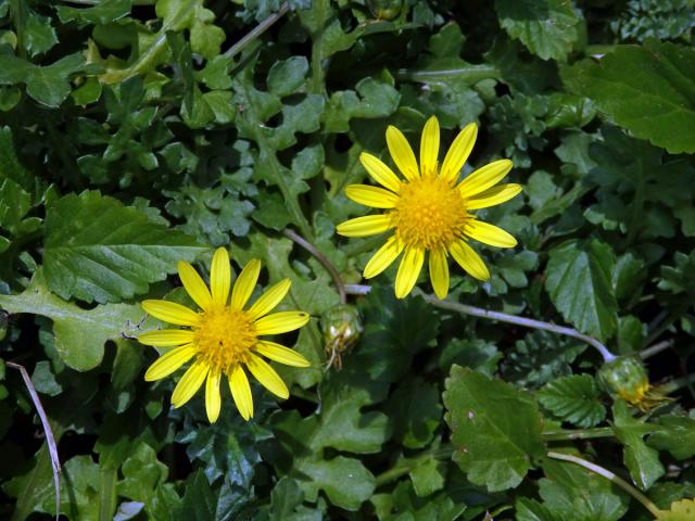 Haplocarpha schimperi (Sch. Bip.) Beauverd