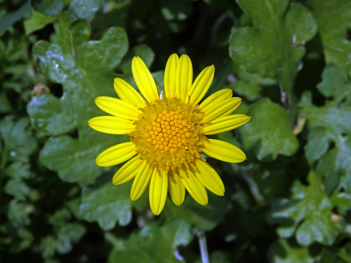 Haplocarpha schimperi (Sch. Bip.) Beauverd