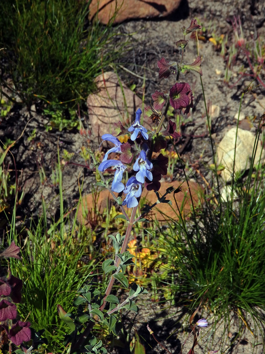 Šalvěj (Salvia africana - caerulea L.)