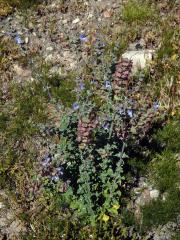 Šalvěj (Salvia africana - caerulea L.)