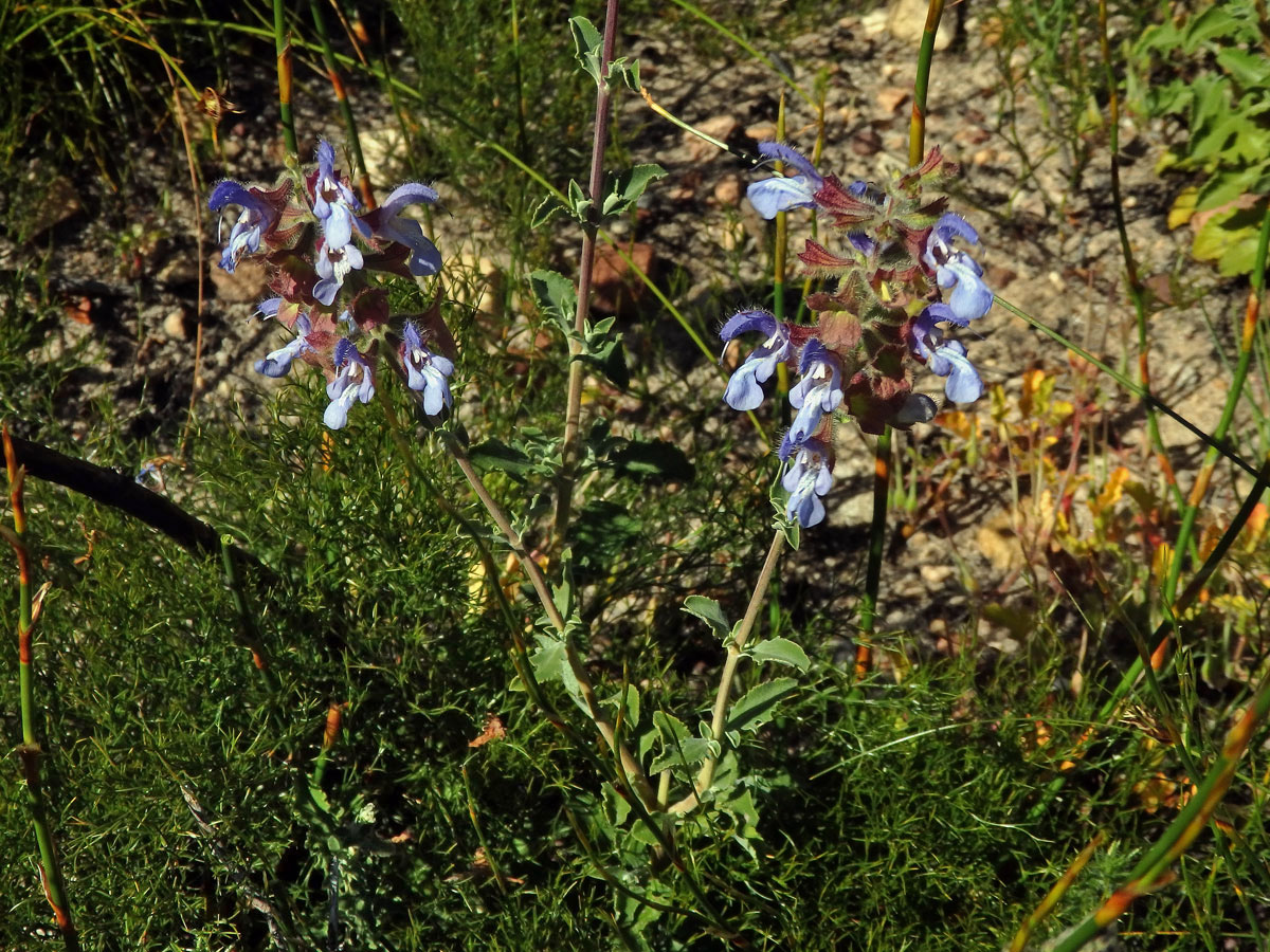 Šalvěj (Salvia africana - caerulea L.)