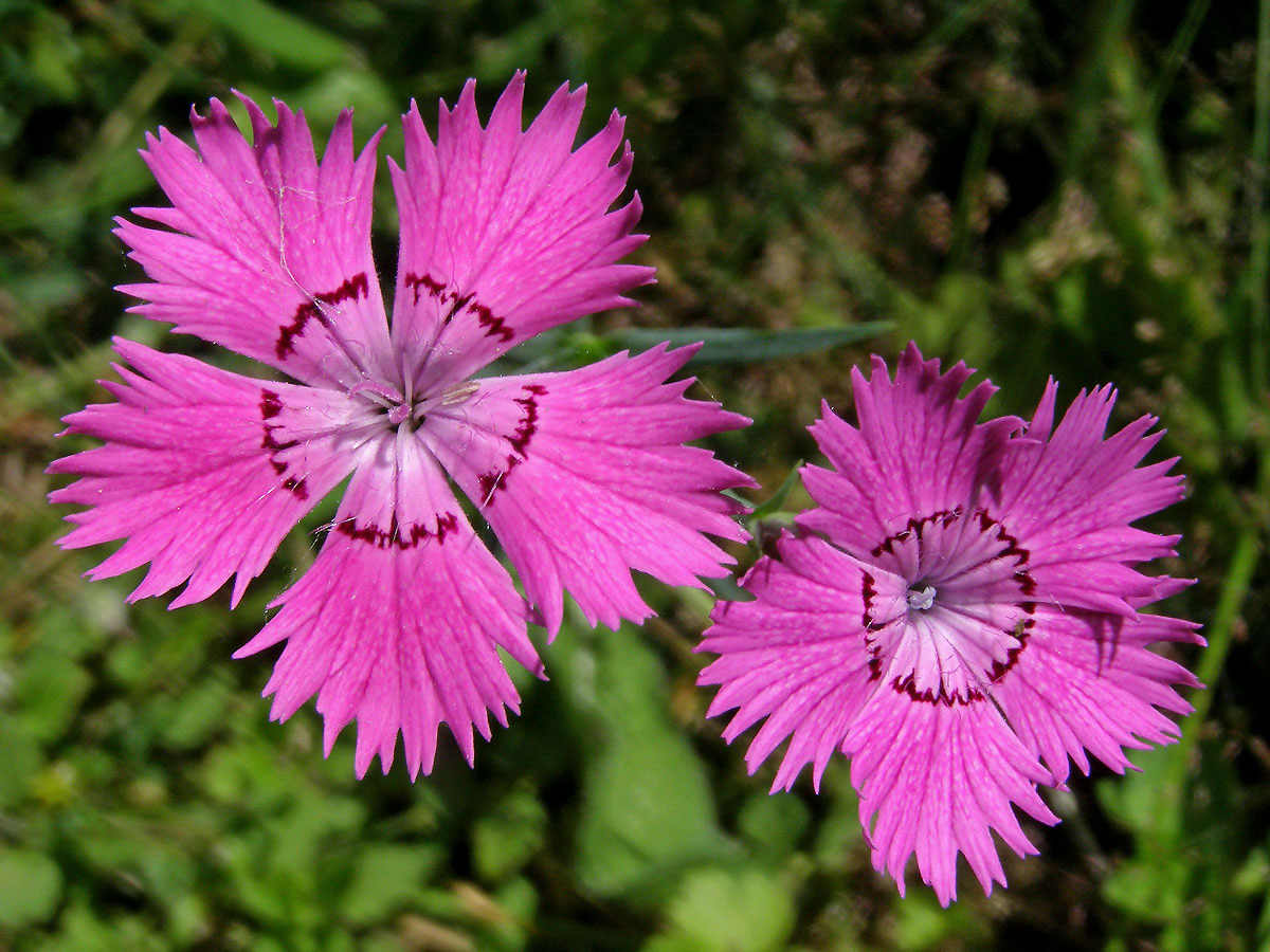 Hvozdík lesní (Dianthus sylvaticus Wills.)