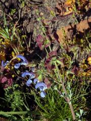 Šalvěj (Salvia africana - caerulea L.)