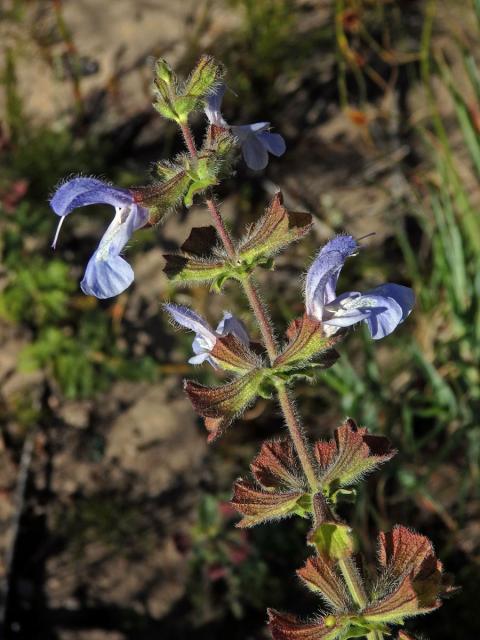 Šalvěj (Salvia africana - caerulea L.)