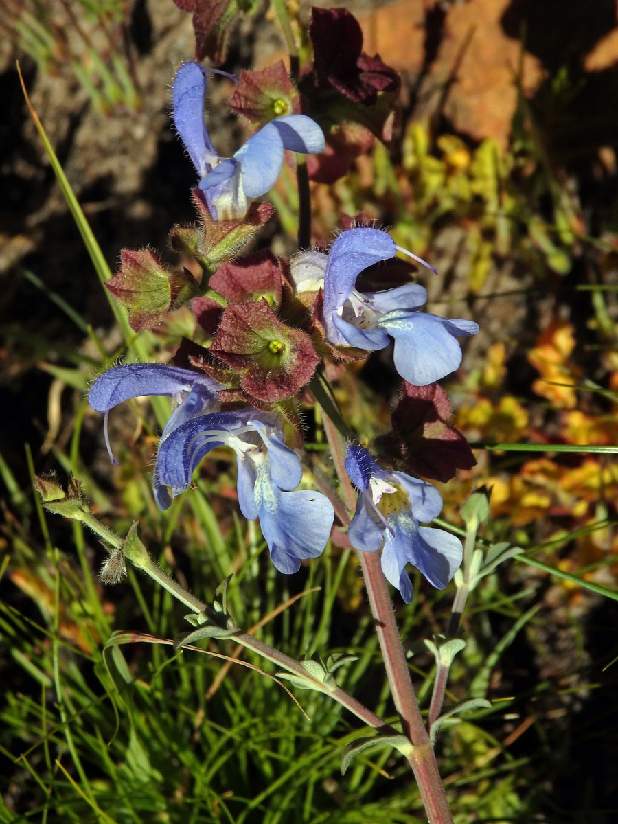 Šalvěj (Salvia africana - caerulea L.)