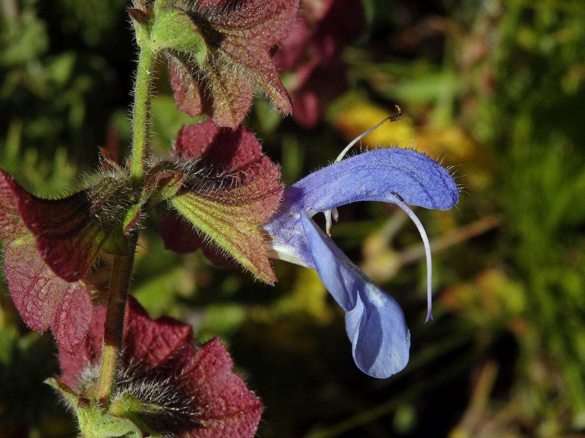 Šalvěj (Salvia africana - caerulea L.)