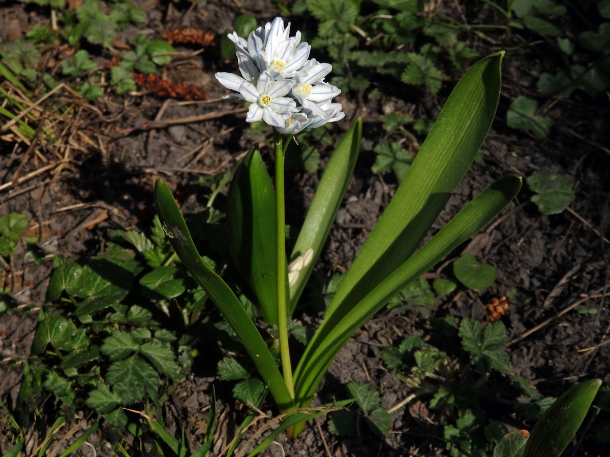 Puškinie ladoňkovitá (Puschkinia scilloides Adams)