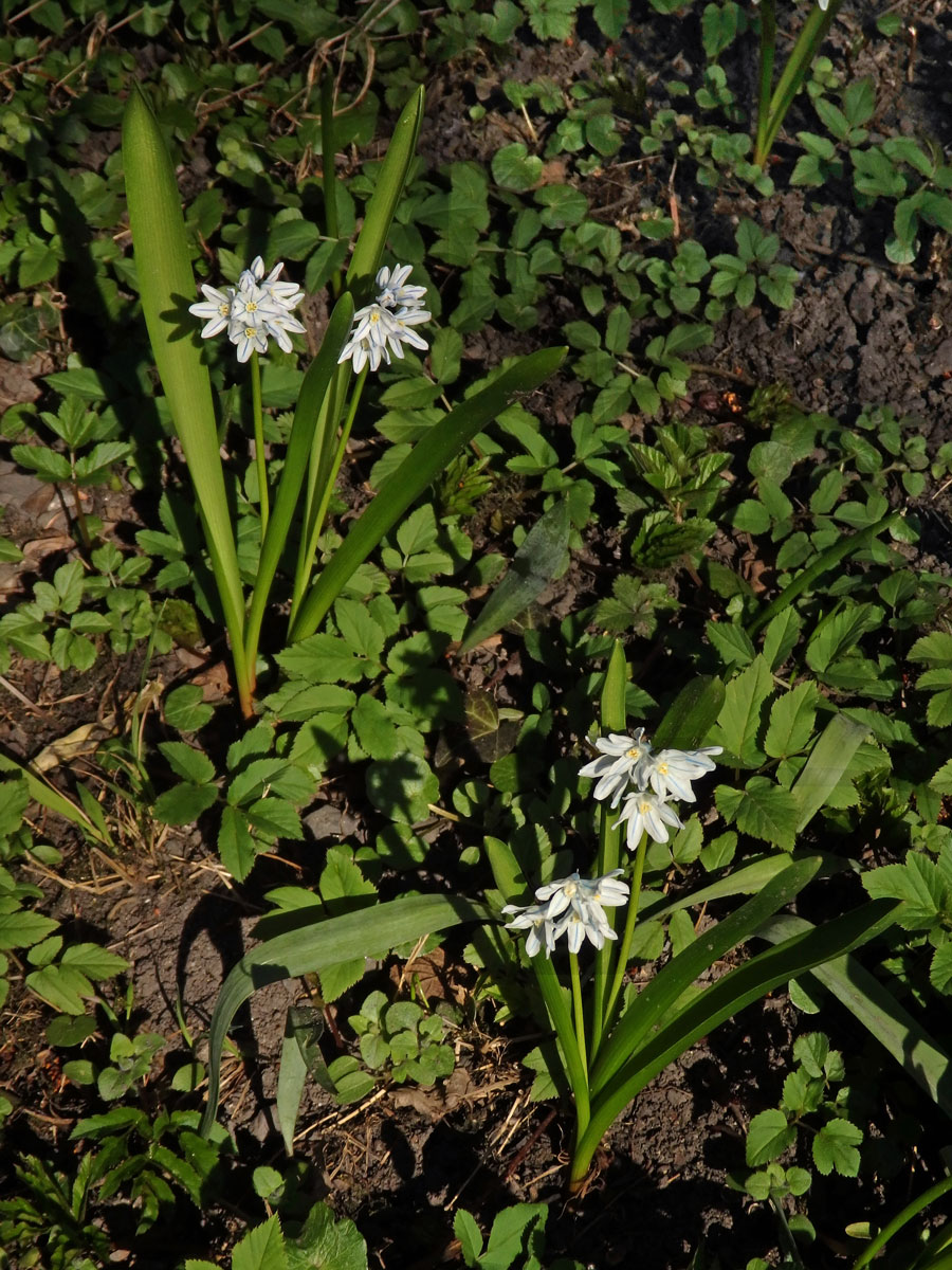 Puškinie ladoňkovitá (Puschkinia scilloides Adams)