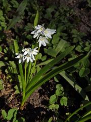 Puškinie ladoňkovitá (Puschkinia scilloides Adams)