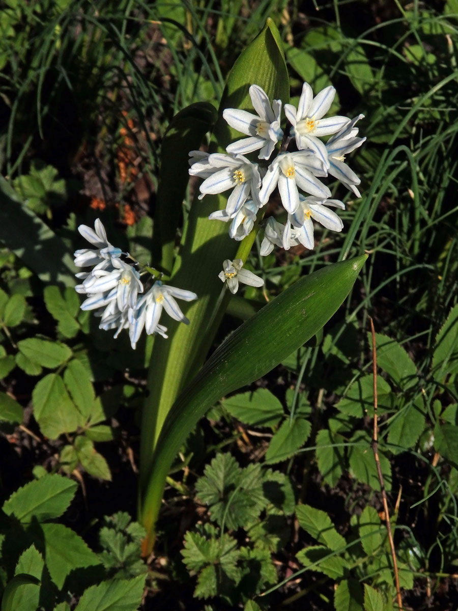 Puškinie ladoňkovitá (Puschkinia scilloides Adams)