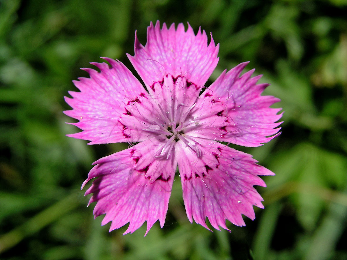 Hvozdík lesní (Dianthus sylvaticus Wills.)