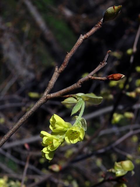 Lískovníček klasnatý (Corylopsis spicata Sieb. & Zucc.)