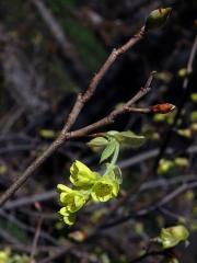 Lískovníček klasnatý (Corylopsis spicata Sieb. & Zucc.)   