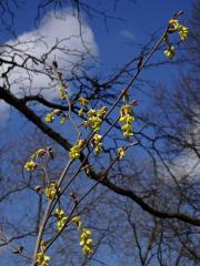 Lískovníček klasnatý (Corylopsis spicata Sieb. & Zucc.)