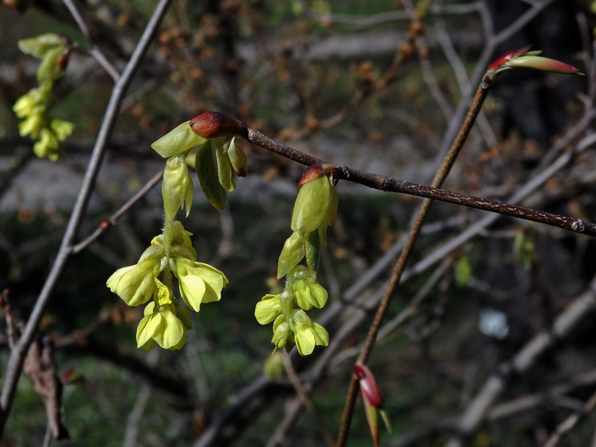 Lískovníček klasnatý (Corylopsis spicata Sieb. & Zucc.)