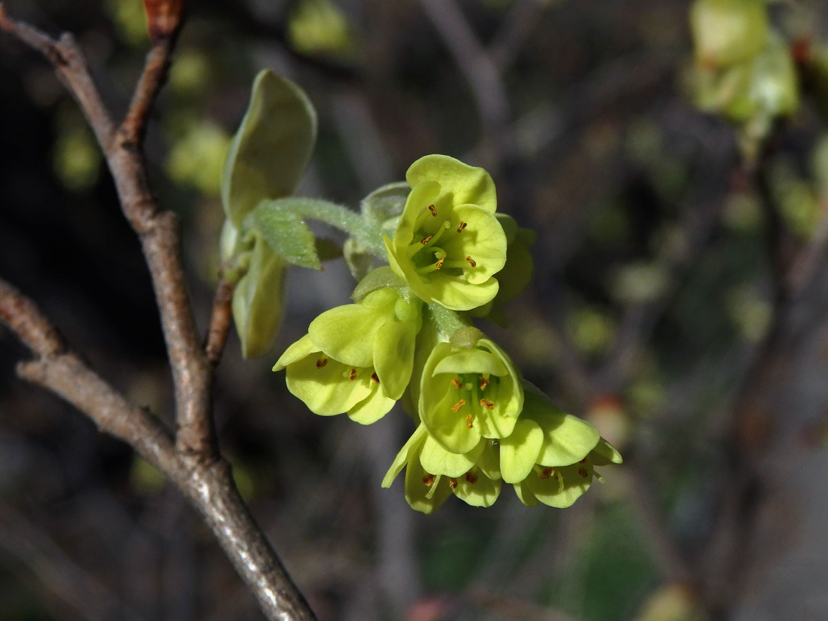 Lískovníček klasnatý (Corylopsis spicata Sieb. & Zucc.)