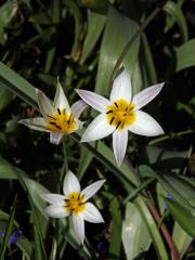 Tulipán (Tulipa turkestanica (Regel) Regel)