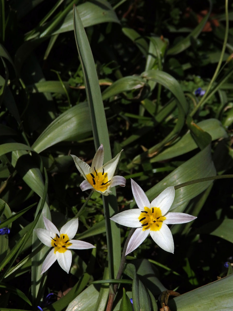 Tulipán (Tulipa turkestanica (Regel) Regel)