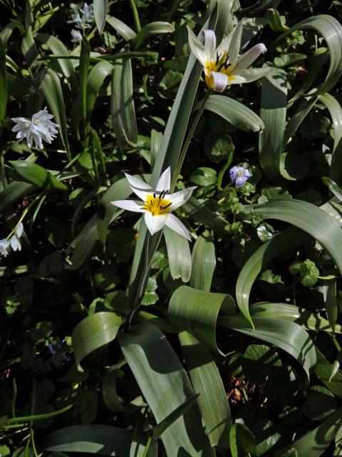 Tulipán (Tulipa turkestanica (Regel) Regel)