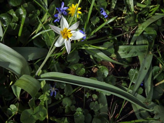 Tulipán (Tulipa turkestanica (Regel) Regel)