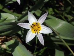 Tulipán (Tulipa turkestanica (Regel) Regel)