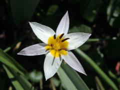 Tulipán (Tulipa turkestanica (Regel) Regel)