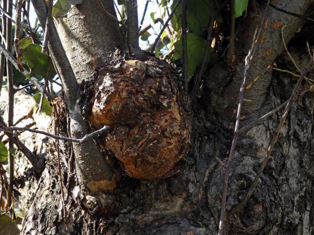 Nádor na hrušni obecné (Pyrus communis L.) (2)