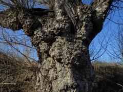 Nádor na topolu černém (Populus nigra L.) (4a)
