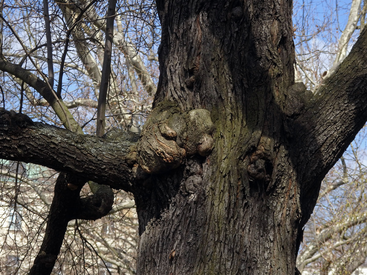 Tumor na kmeni slivoně švestky (Prunus domestica L.) (44a)