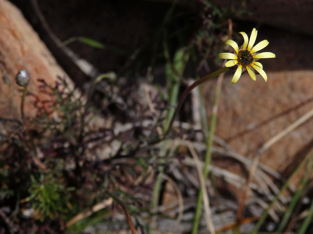 Ursinia anthemoides (L.) Poir.