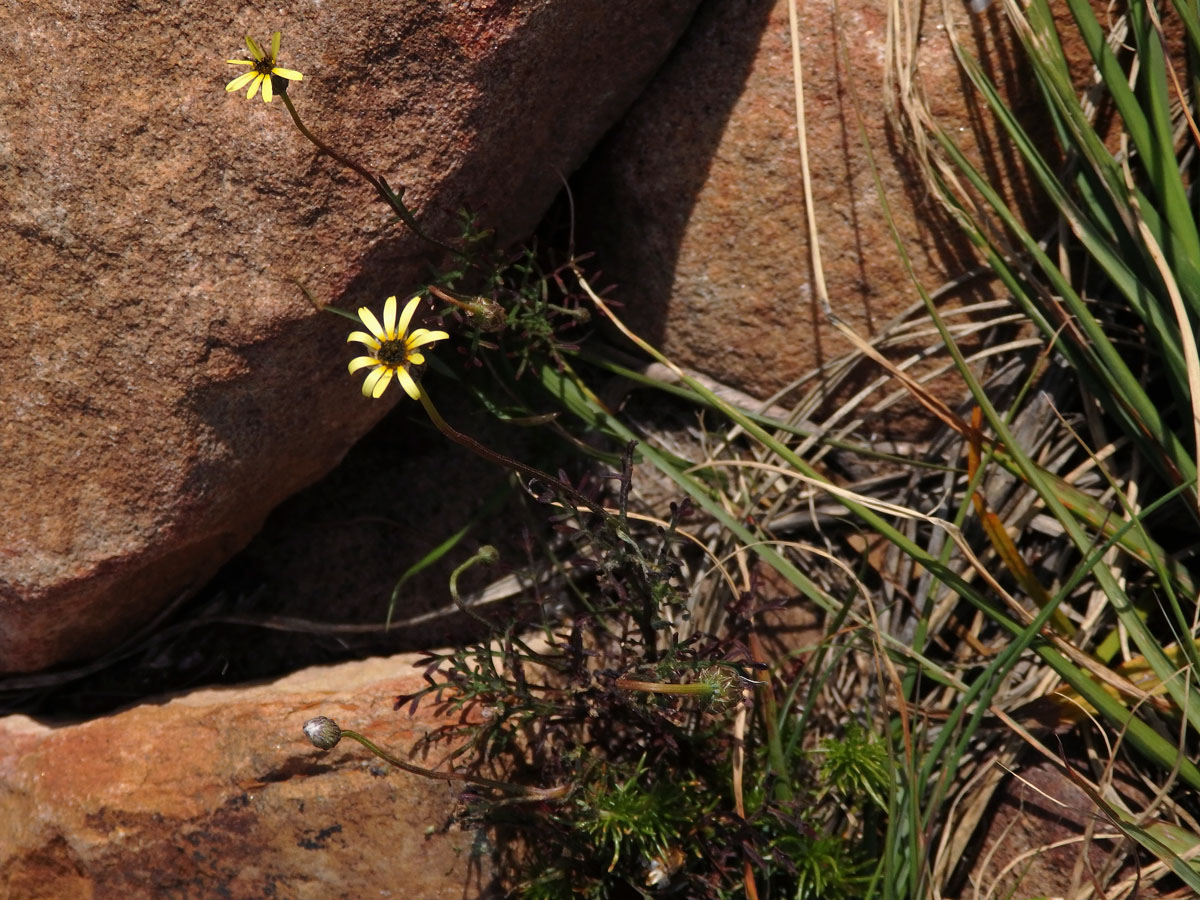 Ursinia anthemoides (L.) Poir.