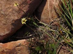 Ursinia anthemoides (L.) Poir.