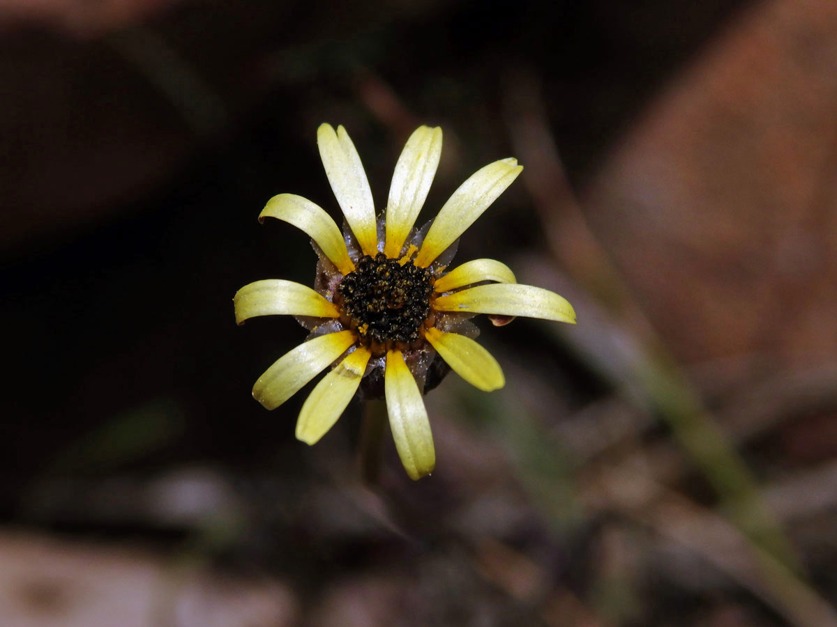 Ursinia anthemoides (L.) Poir.