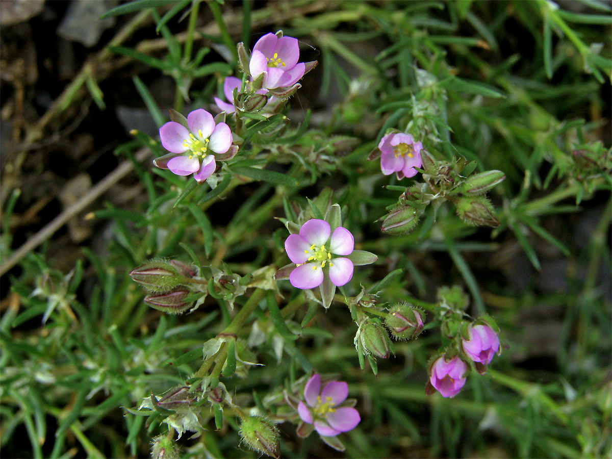 Kuřinka červená (Spergularia rubra (L.) J. Presl et C. Presl)