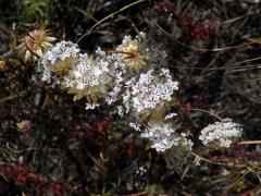 Ursinia anthemoides (L.) Poir.