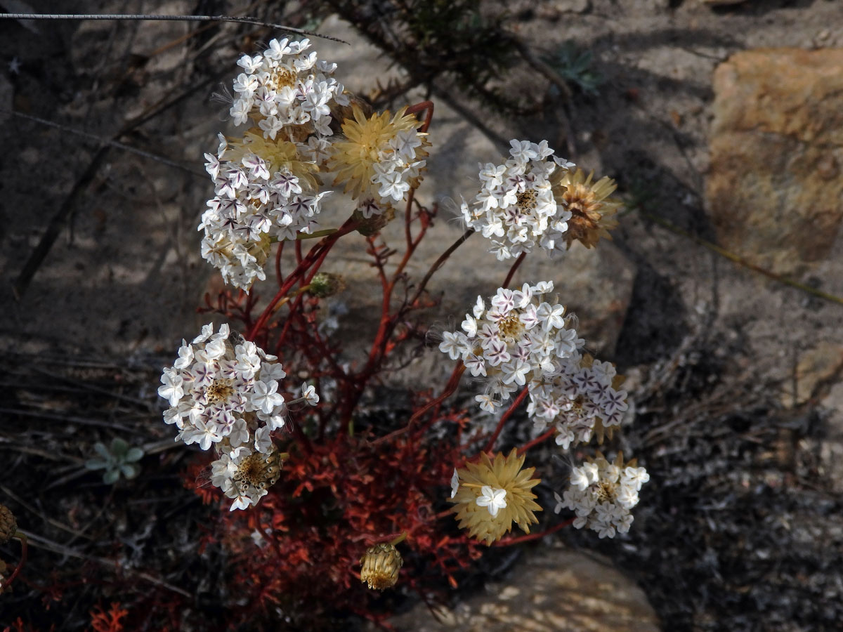 Ursinia anthemoides (L.) Poir.