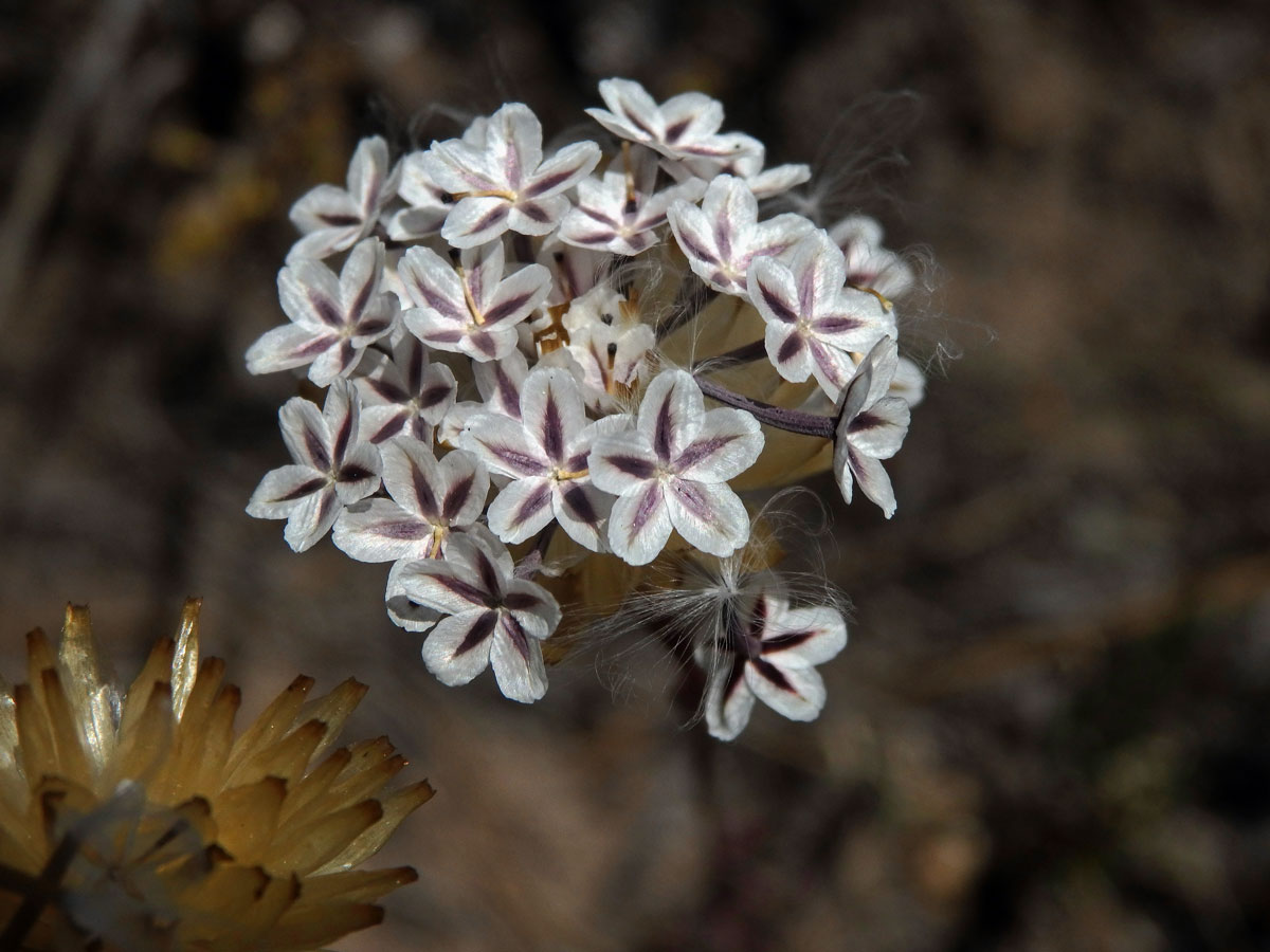 Ursinia anthemoides (L.) Poir.