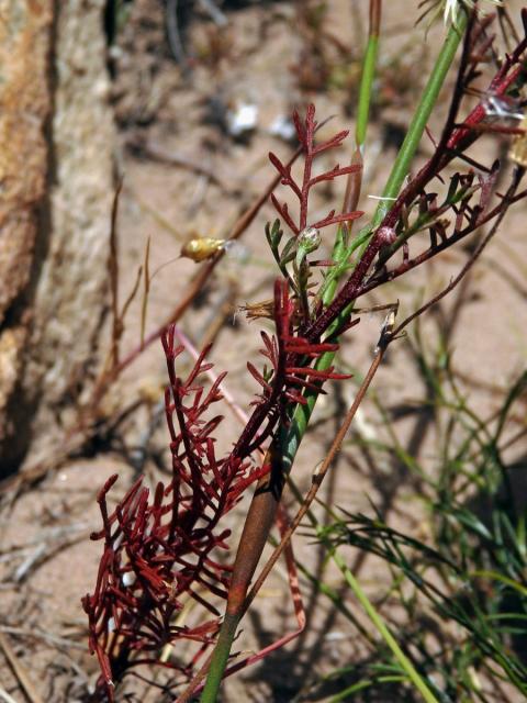 Ursinia anthemoides (L.) Poir.