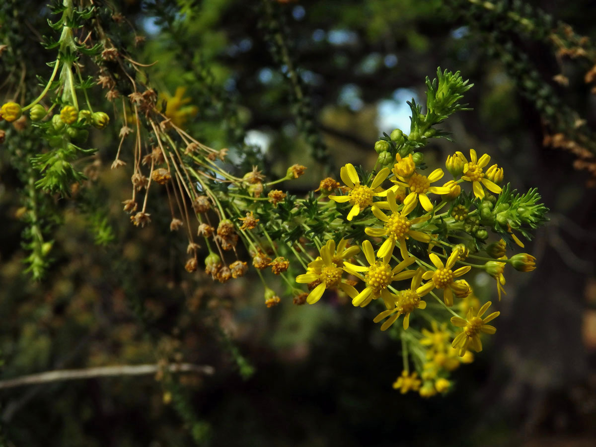 Euryops virgineus (L. f.) DC.