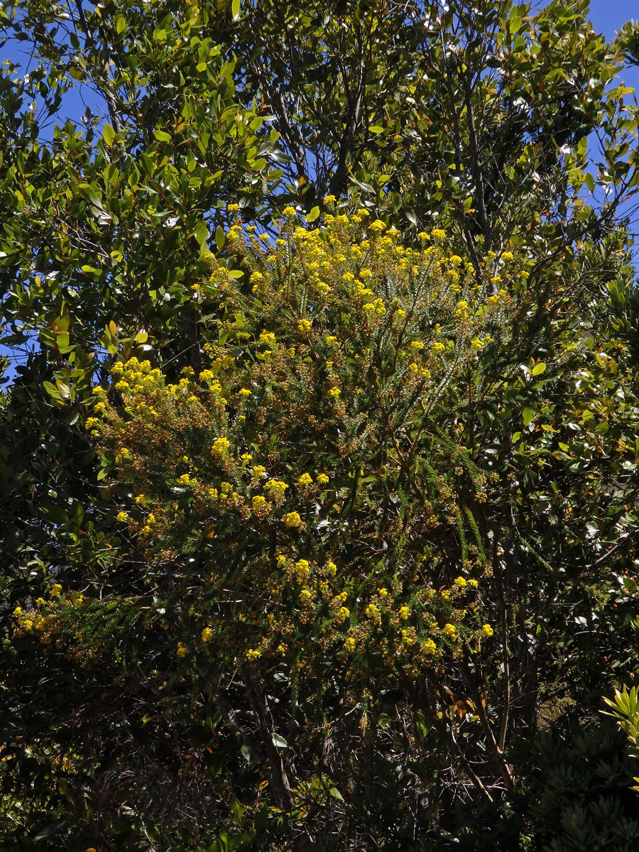 Euryops virgineus (L. f.) DC.