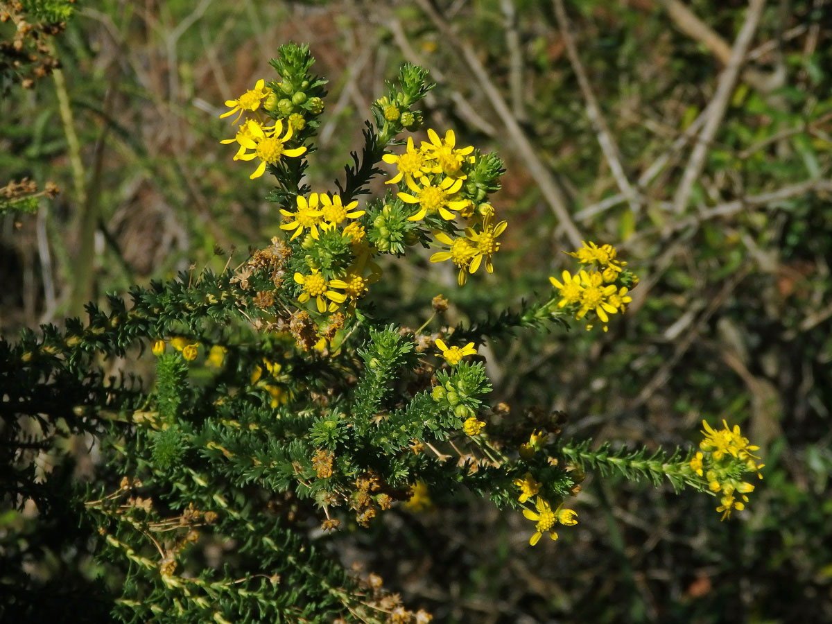 Euryops virgineus (L. f.) DC.