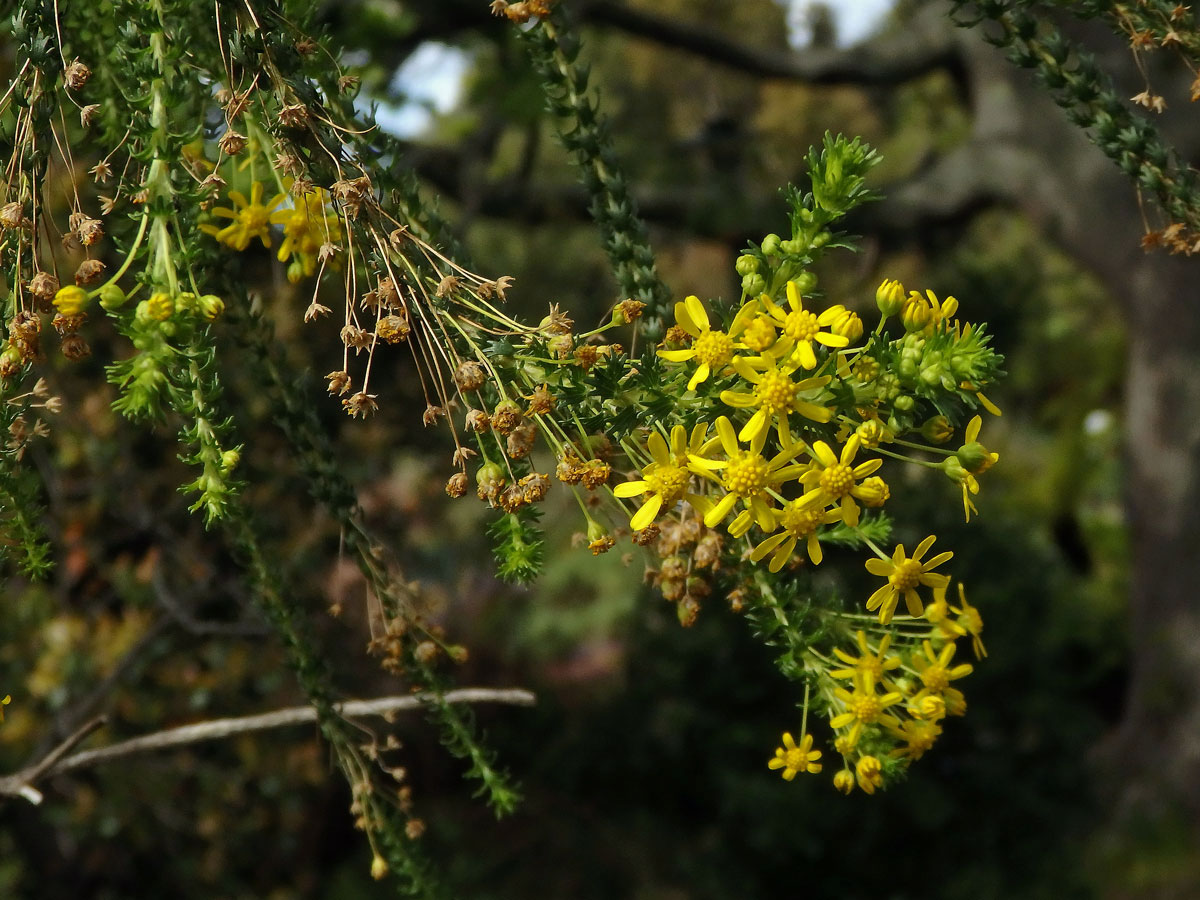 Euryops virgineus (L. f.) DC.