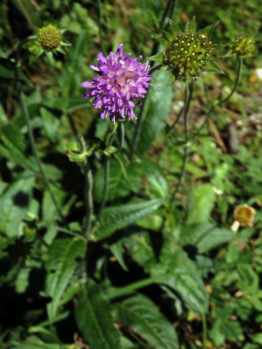 Chrastavec lesní (Knautia maxima (Opiz) Ortmann)