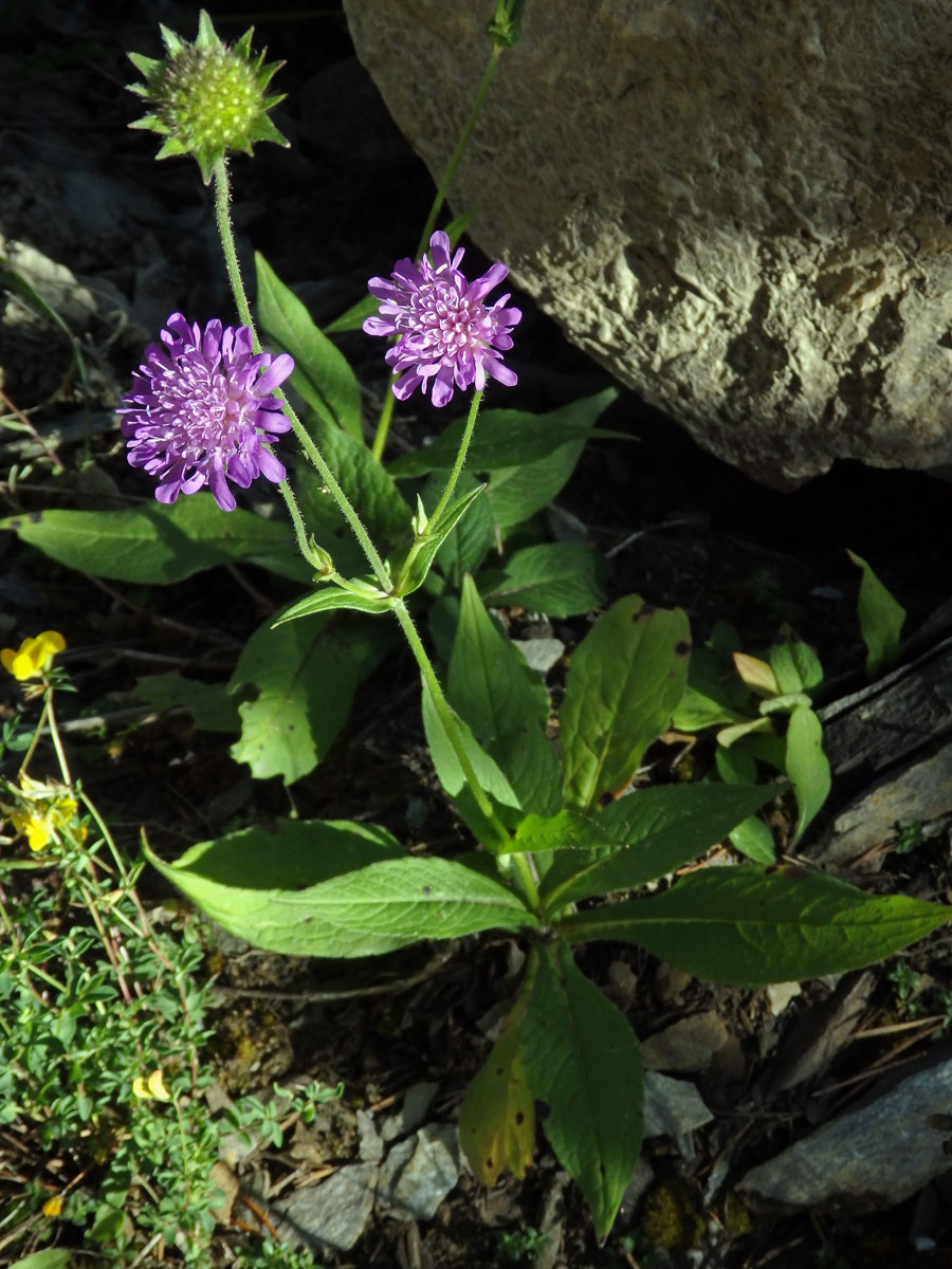 Chrastavec lesní (Knautia maxima (Opiz) Ortmann)