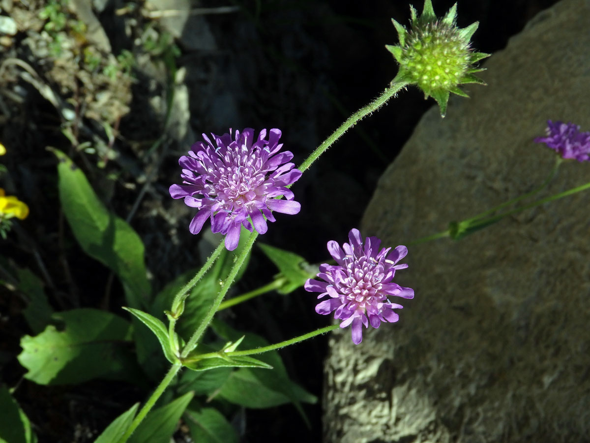 Chrastavec lesní (Knautia maxima (Opiz) Ortmann)