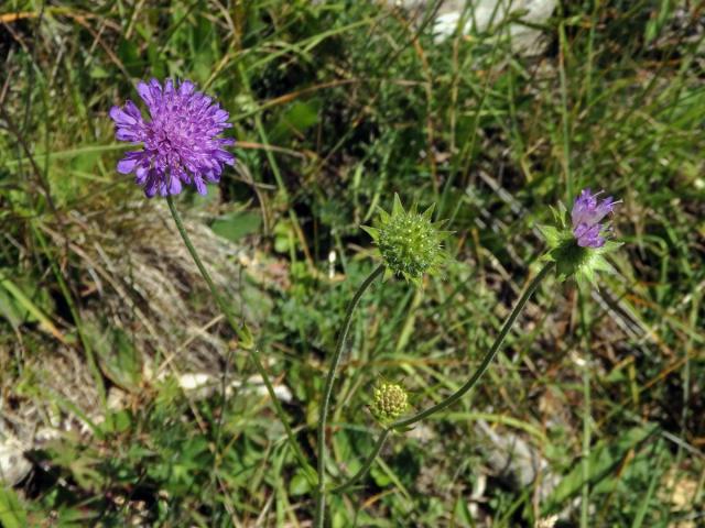 Chrastavec lesní (Knautia maxima (Opiz) Ortmann)