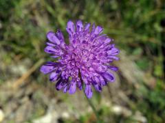 Chrastavec lesní (Knautia maxima (Opiz) Ortmann)